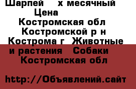 Шарпей (2-х месячный) › Цена ­ 10 000 - Костромская обл., Костромской р-н, Кострома г. Животные и растения » Собаки   . Костромская обл.